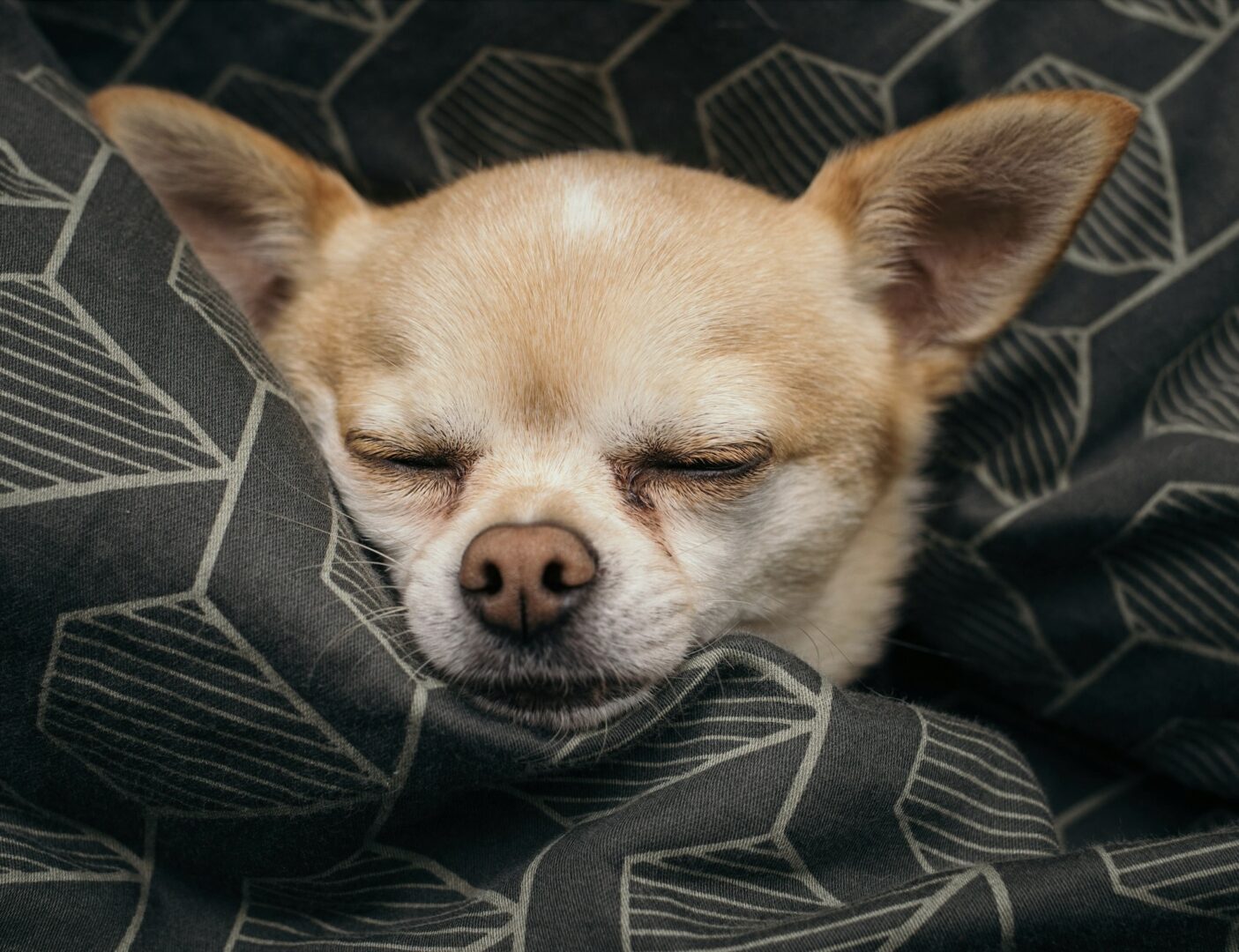 A dog is sleeping on the bed with his head down.